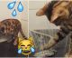 Diese Bengalkatze liebt Wasser... Sieh, wie sie auf die Dusche reagiert!