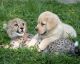 Geparden sind so schüchtern, dass sie Therapiehunde brauchen, um vor dem Aussterben bewahrt zu werden!