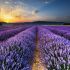 Erkunde den 'Lavendelweg' in Südfrankreich
