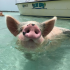 Mit Schweinen schwimmen auf den Bahamas
