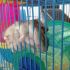 18 - Dieser Hamster veranschaulicht, was es bedeutet, sich gerädert zu fühlen