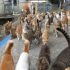 Triff die Katzen von Aoshima, Japan