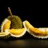 Durian / Stinkfrucht