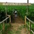 7. Ein Maislabyrinth besuchen