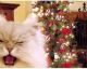 Horrormonat Dezember: Wie deine Katze die Feiertage gut übersteht