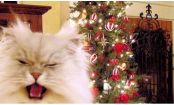 Horrormonat Dezember: Wie deine Katze die Feiertage gut übersteht