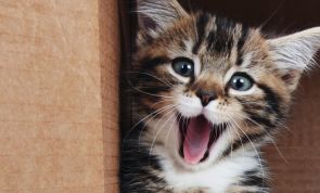 Zum Knuddeln: Die 10 süßesten Katzenbilder aller Zeiten!