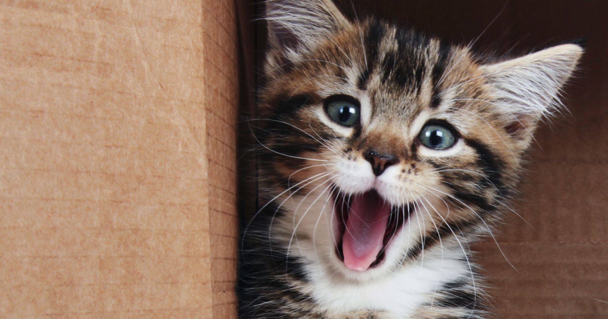 Zum Knuddeln: Die 10 süßesten Katzenbilder aller Zeiten!
