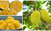 Die Jackfrucht: Obst und Fleischersatz zugleich!