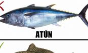 8 Fische, die ihr lieber meiden solltet