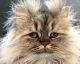 PHOTOS:  Das ist Barnaby, die fluffigste Katze der Welt