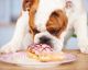 Mit DIESEN Nahrungsmittel solltest du NIEMALS deinen Hund füttern