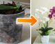Die beste PFLEGE, um ORCHIDEEN wieder zum Blühen zu bringen