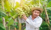 Tonnen an Pestiziden, Kinderarbeit, Korruption: Welche Bananen wir lieber nicht kaufen sollten und warum