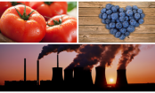Gesünder leben mit diesen 10 Lebensmitteln, die reich an Antioxidantien sind