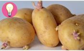 Omas Geheimtipp, um Kartoffeln länger haltbar zu machen
