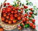 Tomaten von A bis Z: alles, was es über unseren Sommerliebling zu wissen gibt