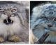 MANULS: Die besten Katzen-Gesichtsausdrücke, die Du je gesehen hast!