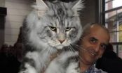10 GIGANTISCHE Maine Coon Katzen