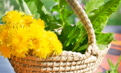 Diese heimischen Unkräuter sind eigentlich Superfoods
