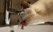 Die besten Tipps, um im Haushalt Wasser zu sparen