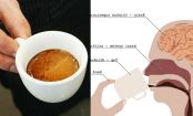 Was in unserem Körper passiert, wenn wir regelmäßig Kaffee trinken