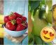 Tutti Frutti auf dem Grill - Unsere Tipps für perfekt gegrilltes Obst