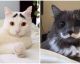 Diese Katzen haben die unglaublichsten Fellzeichnungen