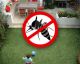 7 Pflanzenarten, die euch vor Mücken schützen