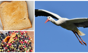 Da brat mir doch einer 'nen Storch!