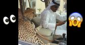 20 VERRÜCKTE Dinge, die es nur in DUBAI gibt