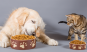 20 Lebensmittel, die für Katzen und Hunde gefährlich sind