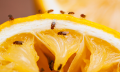 Macht Schluss mit Fruchtfliegen mit diesem einfachen Trick