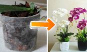 Die beste PFLEGE, um ORCHIDEEN wieder zum Blühen zu bringen