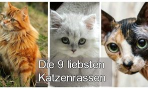 Die 9 liebevollsten Katzenrassen