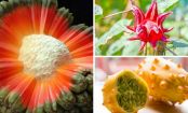 7 Früchte, die aussehen, wie von einem anderen Planeten