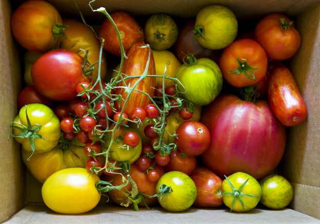 Gehören Tomaten jetzt in den Kühlschrank oder nicht?
