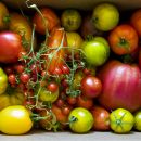 Gehören Tomaten jetzt in den Kühlschrank oder nicht?