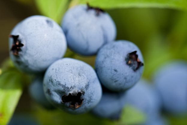 Beeren