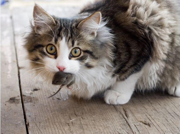Die Regierung in Australien will zwei Millionen Katzen umbringen!