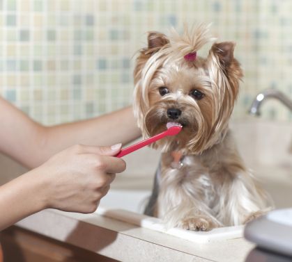 5 Dinge, die Ihr über HUNDE nicht wusstet!