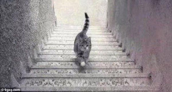 RÄTSEL DES TAGES: Läuft die Katze die Treppe rauf oder runter??