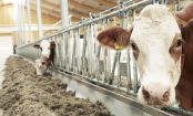 Wie können Tiere im Schlachthof besser behandelt werden?