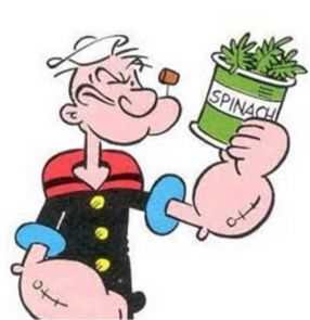 Popeye hatte Recht: Warum Spinat wirklich stark macht