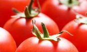 Tomaten - Rezeptideen