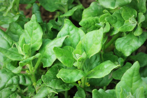 Mythen über Spinat