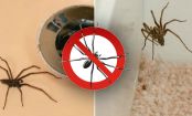 7 NATURPRODUKTE, die ihr zu Hause habt, mit denen ihr SPINNEN fernhalten könnt