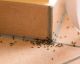 Ameisen loswerden OHNE chemische Pestizide