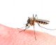 Warum stechen Mücken eigentlich immer die gleichen Personen?