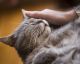 Beste Beschäftigung der Welt: Das Tierheim in Duisburg sucht ehrenamtliche Katzenstreichler